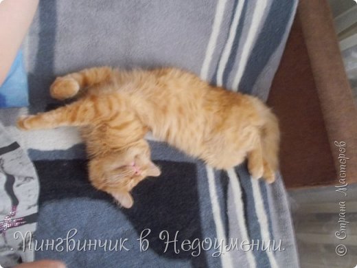 Мои питомцы:3 (фото 10)