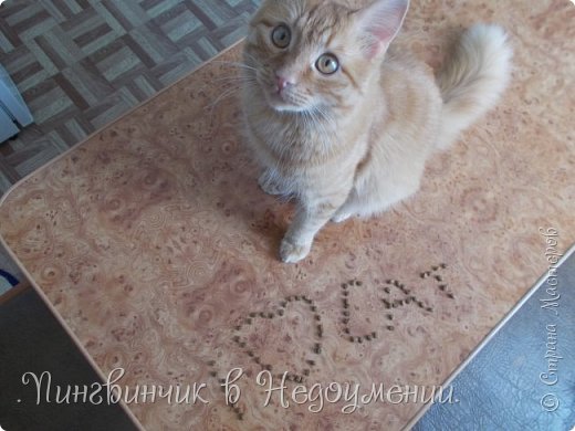 Всем привет!Решила показать своих любимцев,их у меня двое:кот Феликс и ахатина Нелли.
Это моё любимое фото,сделанное этим летом(сколько труда ушло,чтобы усадить Филимошу в нужную позу)) (фото 1)