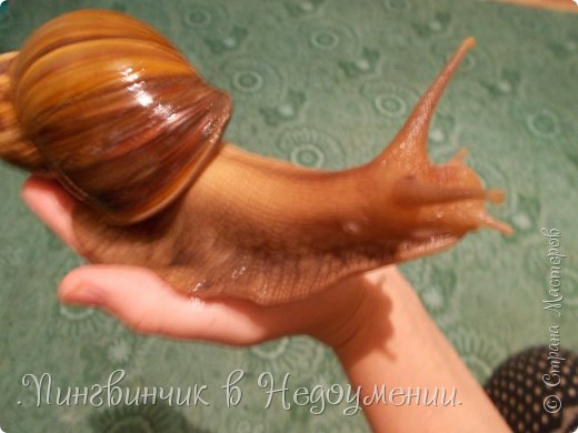 Мои питомцы:3 (фото 15)