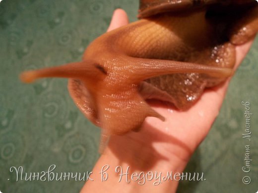 Мои питомцы:3 (фото 16)
