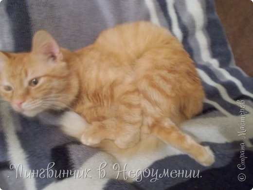 Мои питомцы:3 (фото 11)