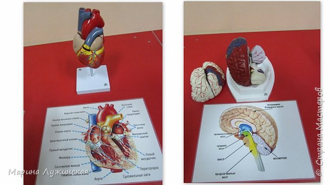 подробно расмотрели как устроено сердце, головной мозг, (фото 42)