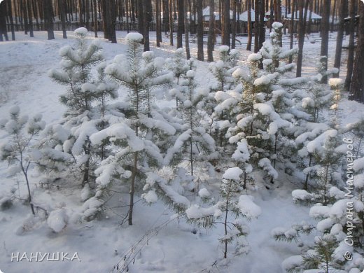 Ну и как всегда красоты природной,зимней.Прогулка в лес на Рождество. (фото 17)