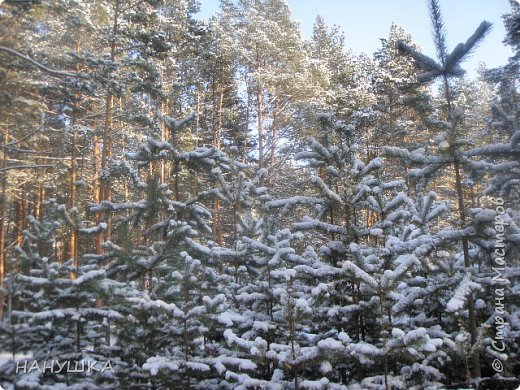 Зима у нас в этом году чудесная,с морозом и снегом. (фото 18)