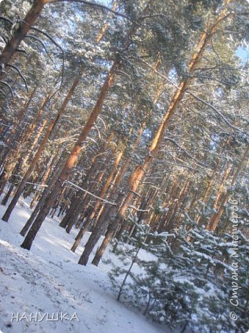 В лесу,как в сказке. (фото 19)