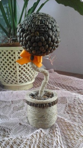 мое кофейное деревце 