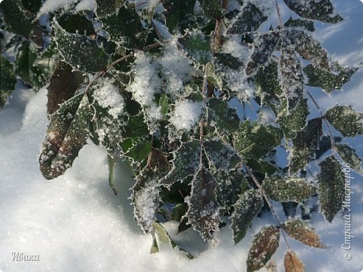 Снежок пушистый, невесомый. Но веточки на кустике пригнул.  (фото 10)