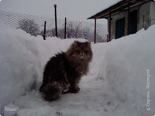 А это наш помощник - сер Том. Да, именно сер, потому что - серый. Так сказала подружкина дочка.
Помогал расчищать дорожки от снега. 
Фото уже зимы 2016 года.  (фото 34)