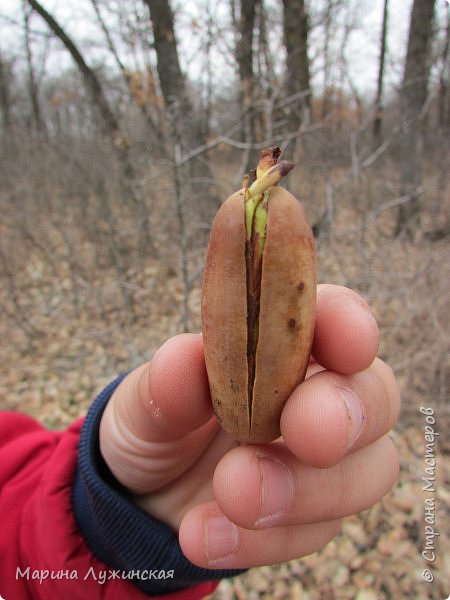 ...а потом снова принялись играть в находилки.... уж очень это увлекательно, весело и интересо!!!!
Илюшка нашёл  жёлудь, из которого проклёвывается дубок!!! (фото 23)