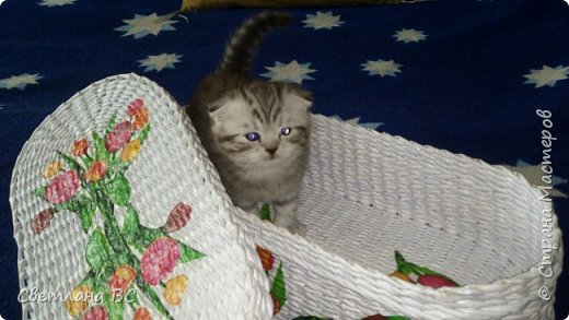 Моя маленькая кися меряет коробочку... (фото 3)