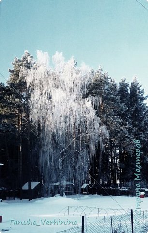 Здравствуйте! Сегодня я хочу поделиться с вами зимними фотографиями, которые были сделаны в конце февраля или начале марта. 
Белая береза
Под моим окном
Принакрылась снегом,
Точно серебром.

На пушистых ветках
Снежною каймой
Распустились кисти
Белой бахромой.

И стоит береза
В сонной тишине,
И горят снежинки
В золотом огне.

А заря, лениво
Обходя кругом,
обсыпает ветки
Новым серебром.
                  
                    (Есенин С.) (фото 1)