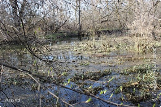 Тоже река, но здесь она больше похожа на болото.... (фото 11)