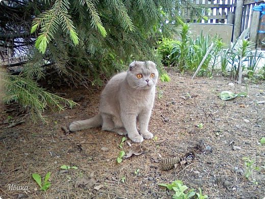 В малине сидит Снежка, но Жорж её не видит.
Через минутку она промчится мимо и Жорж будет очень удивлён!
 (фото 18)