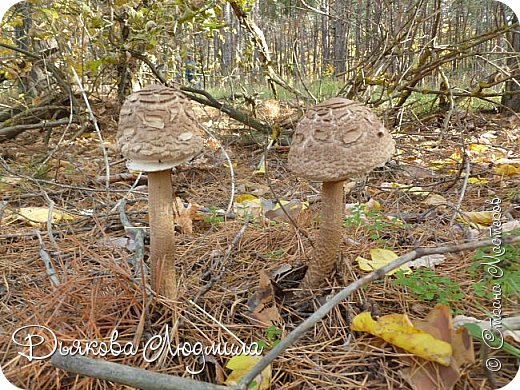 Работа на конкурс " Мир в фотографии ". Номинация 2. Дикая флора.
Поганки. (фото 3)