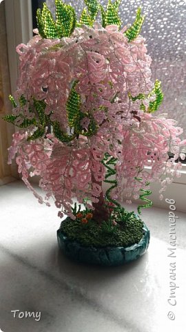 Глициния (фото 1)
