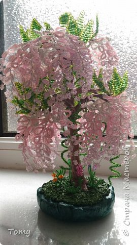 Глициния (фото 2)