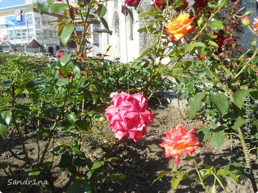 kusudama Little roses (фото 4)