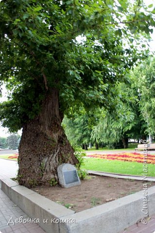 Это дерево в парке, которое пережило войну. (фото 16)