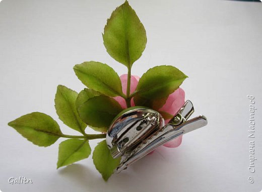 Цветок Кадупул или «Королева ночи» (фото 7)