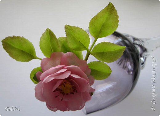 Цветок Кадупул или «Королева ночи» (фото 8)