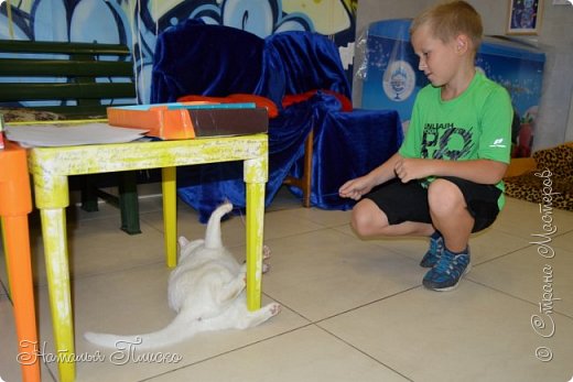 Но это было в прошлом. Сейчас все котики прошли необходимые ветеринарные процедуры, они прекрасно себя чувствуют и всегда рады посетителям. (фото 10)