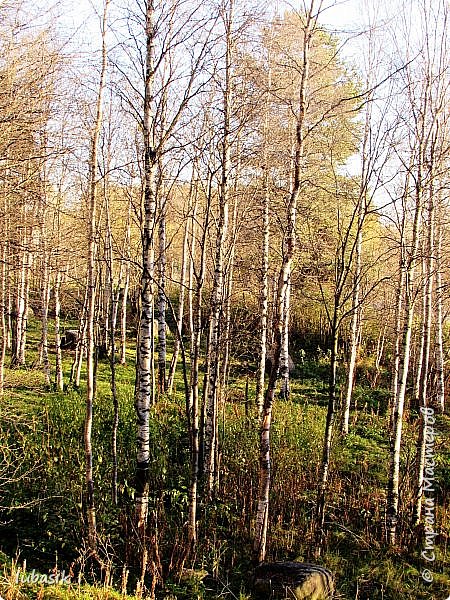 Сегодня было такое яркое солнышко, что я не удержалась и снова сфоткала берёзки за окном. (фото 46)