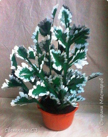 Плектрантус (Plectranthus) (фото 4)