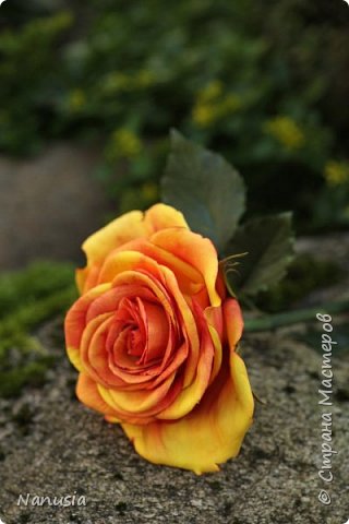 Розы, розы, розы... (фото 5)
