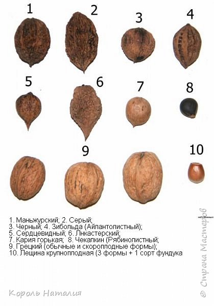 Для Валентины добавила фото различных видов орехов:  (фото 9)