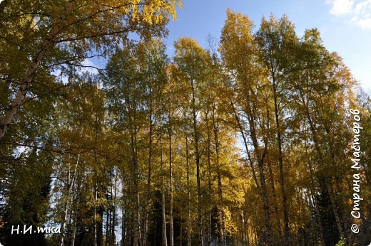 Как же красивы осенние березки! (фото 21)