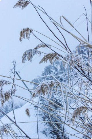 Как приятно выйти на прогулочку зимой и полюбоваться всей этой красотой)))  (фото 1)