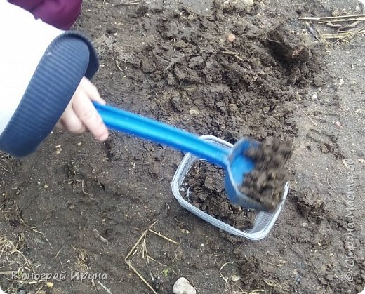 Наполняем пластиковый прозрачный (чтобы можно было показать малышу корни травы) контейнер землёй.  (фото 2)