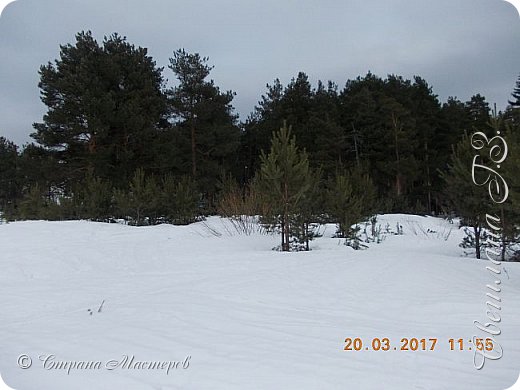 поздоровалась с сосенками (фото 6)