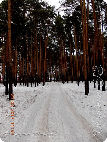 и по этой дороге через бор я направилась со своей посылкой домой! (фото 8)