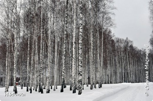Во все времена бередила русское сердце тонконогая берёзка. Тоненькая, стройная, коса золотая до земли. (фото 48)