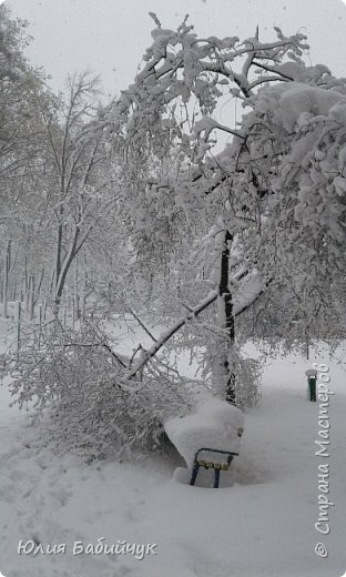 Утром посмотрела в окно вишня была целая, попила кофе и уже поломалась ветка.  (фото 3)