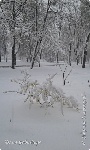 Куст который цветет одним из первых желтенькими цветами. (фото 4)