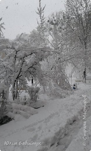 У абрикосы сломась ветки. (фото 9)