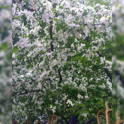 Сегодня у меня прекрасное весеннее настроение, которым хочу поделиться с вами, обитатели Страны Мастеров! Любимая моя пора весны - это цветение яблони и черемухи) 

Милая нарядная солнечная яблоня!
Аромат чарующий льётся в небеса!
Так легко и радостно вдруг на сердце стало мне!
И весна вдохнула вновь веру в чудеса!
Розовые, белые лепестки - цветочки!
В платье подвенечном, как же хороша,
Яблонька вся светится! Нежные листочки!
Я замру под деревцем! И поёт душа!
Улыбнусь задорно! Посмотрю с восторгом!
Не налюбоваться мне трепетной красой!
Выйду в сад навстречу лучезарной зорьке,
И умоюсь с веточек чистою росой!
Поклонюсь я яблоньке, прошепчу ей нежное...
Отзовётся деревце солнечным теплом!
И любовь лучистая, и любовь безбрежная
Засияет ласковым радужным цветком!

Кабанова Елена