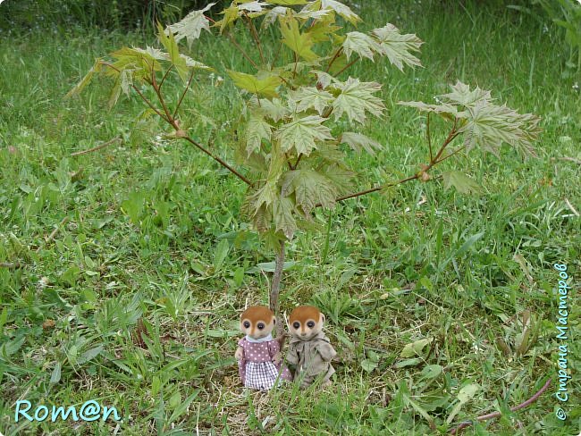 Родители сурикаты решили сфотографироваться под маленьким клёном.  (фото 30)