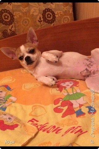 Верный друг по кличке Дизель.Чихуахуа.Брошь,полимерная глина. (фото 4)