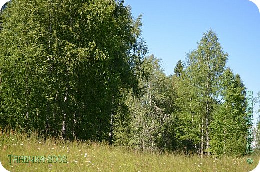 Высокие , мощные деревья. Всегда любуюсь их красотой. У нас на севере деревья намного ниже. (фото 35)