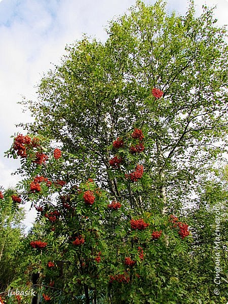 Панно - собачки из пеноплекса (фото 46)