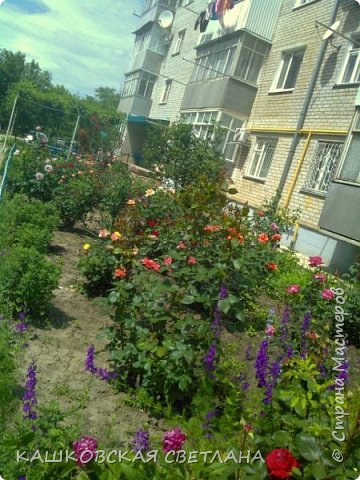 В прошлом году у соседей, ухаживает старенькая   бабулька. (фото 3)