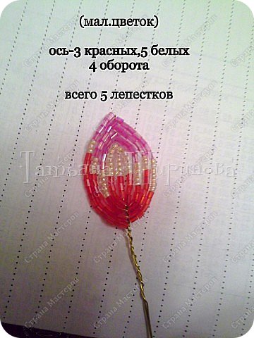 Георгин Анжела МК (фото 12)