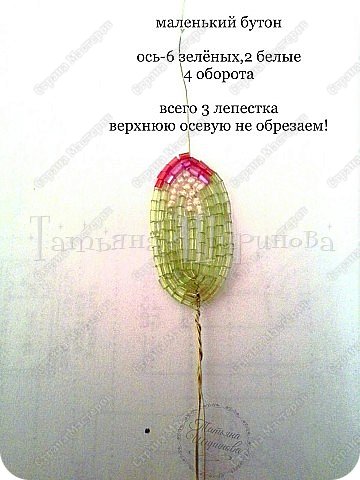 Георгин Анжела МК (фото 14)
