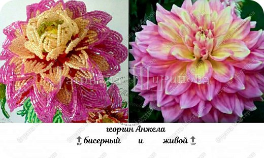 вот такой георгин у меня сплёлся,когда увидала настоящий. Очень уж захотелось воспроизвести эту красоту! 

В процессе решила сделать МК.  (фото 1)