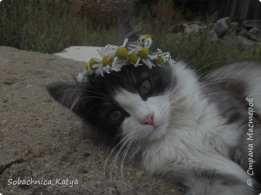 Что это у меня всё собаки да собаки, а своих котов не показываю)) 
Знакомьтесь - Барсик! Цветочная душа моя... (фото 1)