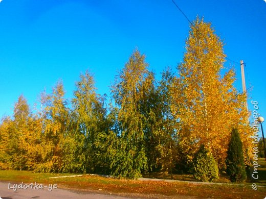 Вот они, русские берёзы, пленящие своей красотой!!! (фото 2)