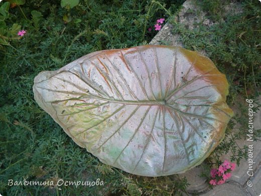   ...комнатного   растения . (фото 12)